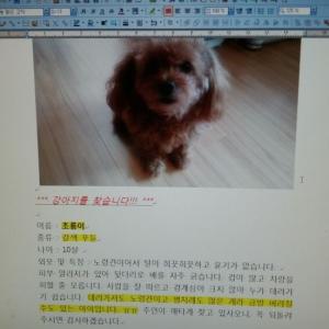 갈색푸들/여아/노령견/초롱이를 찾아주세요