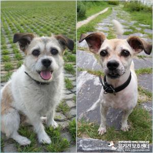 믹스견 춘천시 퇴계동.석사동 인근에서 잃어버렸어요. 찾아주세요.