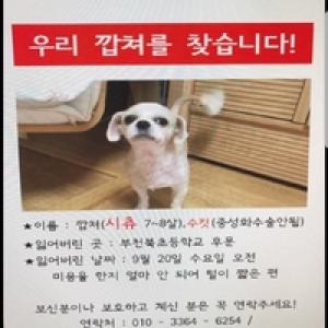 시츄 입니다. 수컷 온순한 성격입니다