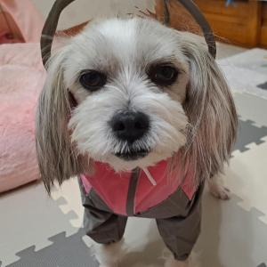 반려견 대박이를 찾습니다