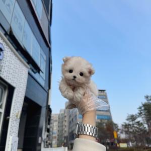 2개월령 화이트 말티푸분양 보냅니당
