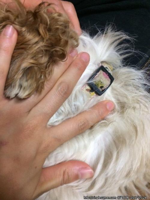 장전리에서 시추 임시보호 중이예요.