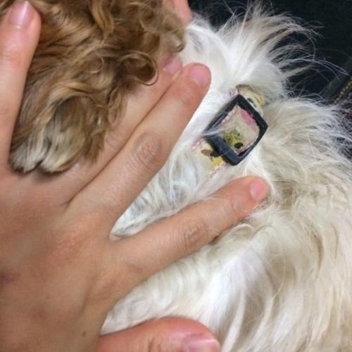 장전리에서 시추 임시보호 중이예요.