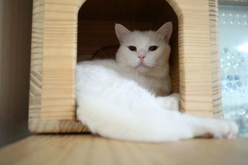 하나님의 신앙심으로 전국 고양이 무료입양 해드립니다 고양이들 많이 있습니다