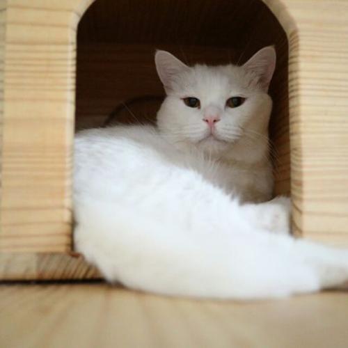 하나님의 신앙심으로 전국 고양이 무료입양 해드립니다 고양이들 많이 있습니다