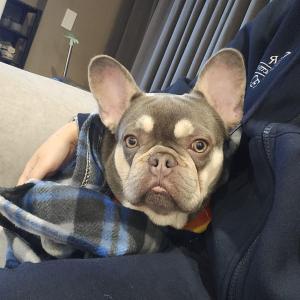 울진 프렌치불독 구월이를 찾습니다