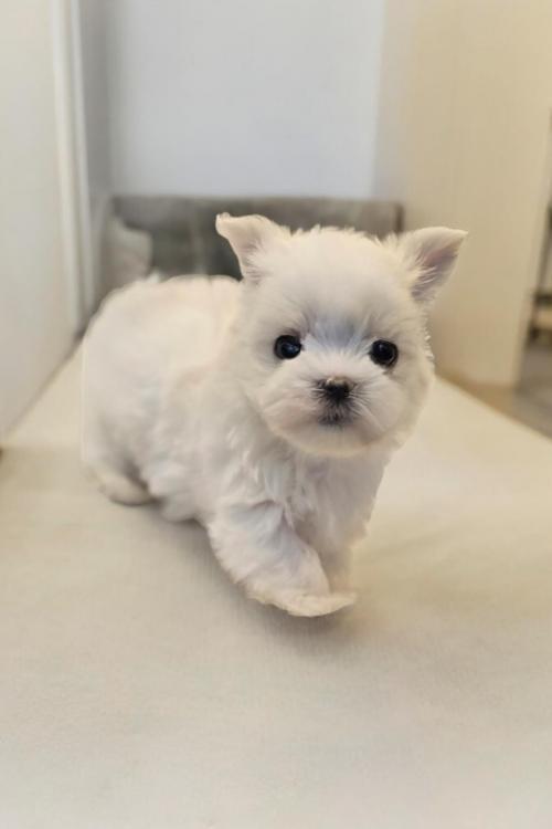 2개월 말티즈 분양드립니다