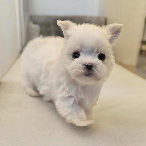 2개월 말티즈 분양드립니다