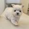 2개월 말티즈 분양드립니다