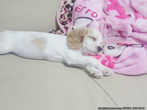 코카 여아 분양합니다