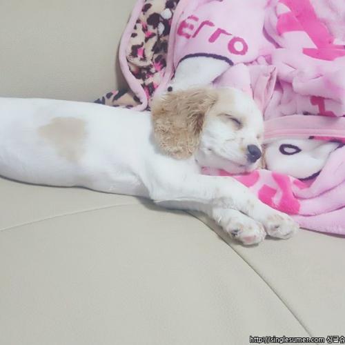 코카 여아 분양합니다