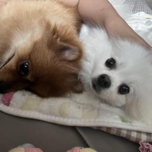 감동이를 찾습니다