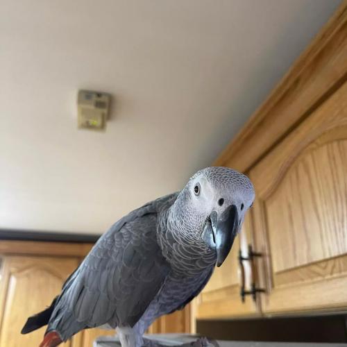 서울 송파구 회색앵무 찾습니다