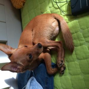 관악구 신림동 미성동/ 갈색 여우닮은 보리찾아요