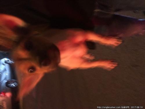 광주광역시 주월동 믹스견 보호중입니다.