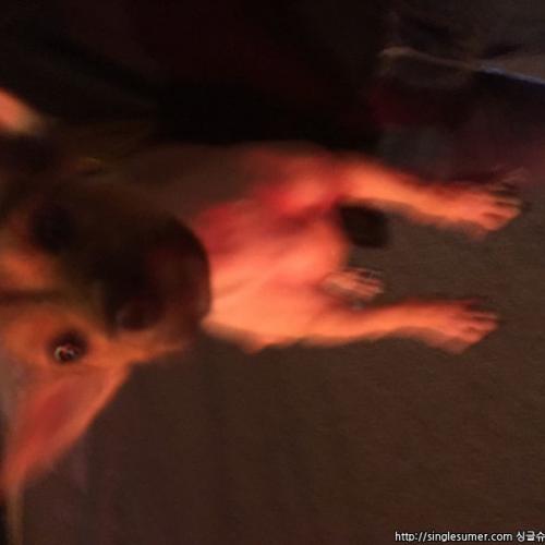 광주광역시 주월동 믹스견 보호중입니다.