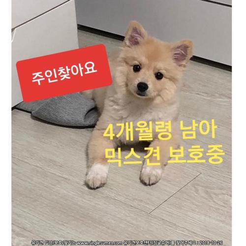 서울 관악구 4개월령 믹스 남아 (진한아이보리색)  보호중