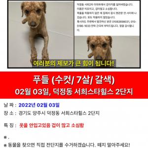 우리 갈색 푸들 티모를 찾아주세요.