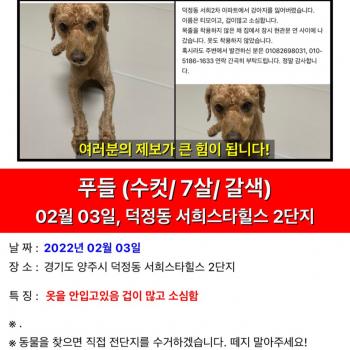 우리 갈색 푸들 티모를 찾아주세요.
