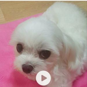 우리 콩이좀 찾아주세요 애타게기다리고있어요ㅠㅠ