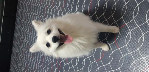 스피츠를보호중입니다