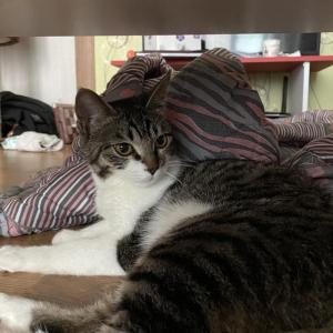 경북영주 고양이