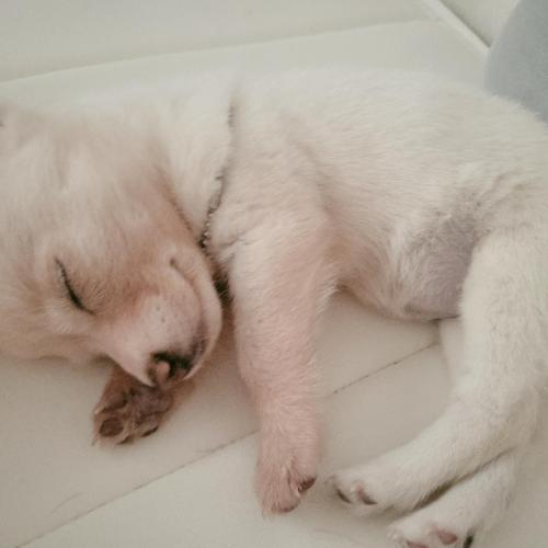 전주 2개월쯤되가는 믹스견분양해요♡