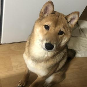 황갈색 시바견 “커피”를 찾습니다