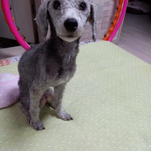 강아지 분실(푸들)실버푸들입니다