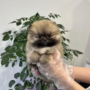 눈 짱큰 세이블포메라니안 공주님 분양해용~~