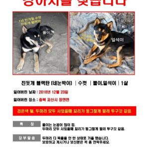 진돗개 블랙탄 두마리 찾습니다