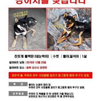 진돗개 블랙탄 두마리 찾습니다
