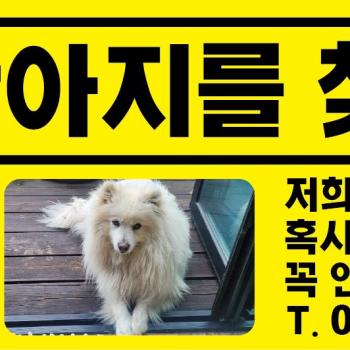 구찌(스피츠) 찾아요