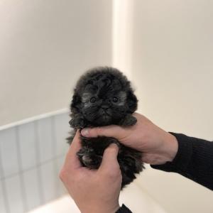 실버푸들 아가 예약취소로 새로운 가족 기다리고 있어요