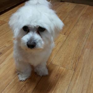 하늘이를 찾습니다-찾았습니다