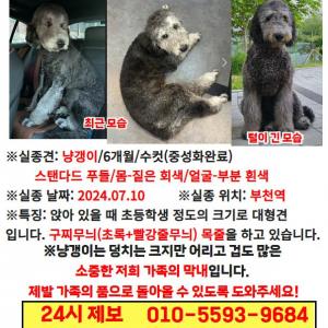 부천 강아지를 찾습니다 제발 한번만 읽어주세요