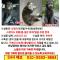 부천 강아지를 찾습니다 제발 한번만 읽어주세요