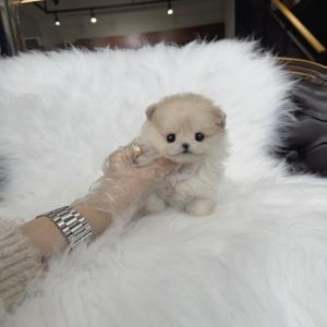 2개월령 폼치분양 보냅니당