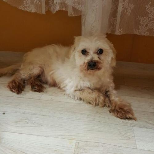 양평군 양평읍 대흥리에서 발견, 말티즈 수컷 중성화됨 보호하고있어요