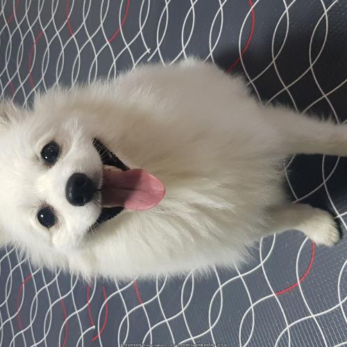 스피츠를보호중입니다