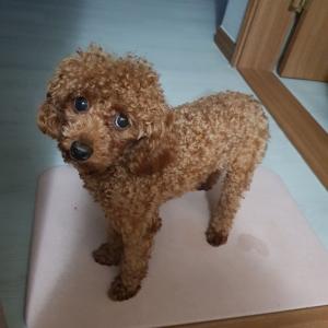 구미 대우아파트 갈색푸들 여아 실종