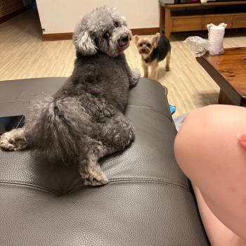 회색 푸들 찾습니다