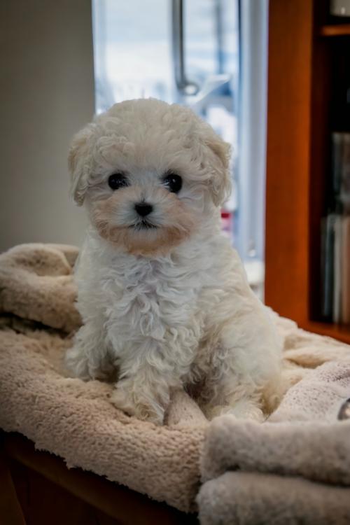 3개월 건강한 비숑 남자아이 분양드립니다