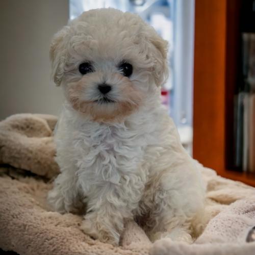 3개월 건강한 비숑 남자아이 분양드립니다