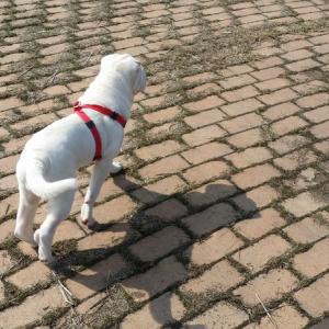 저희 강아지를 찾을수 있게 도와주세요!!! 감사합니다