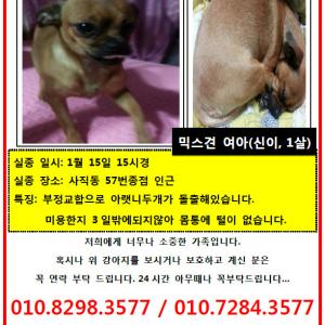 강아지찾아요)사직동황갈색믹스견찾습니다