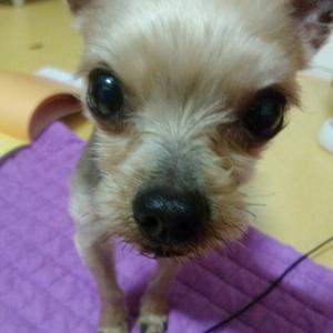 전주 요크셔테리어 남아 중성화수술 안했어요