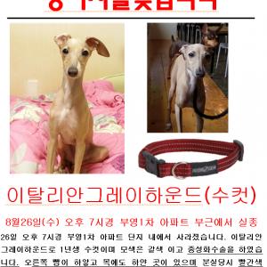 저희 강아지 정말 애타게 찾고 있습니다