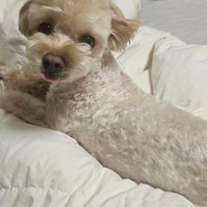 복돌이를 찾습니다.