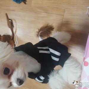 광주 쌍촌동 꼬리밤색 말티즈